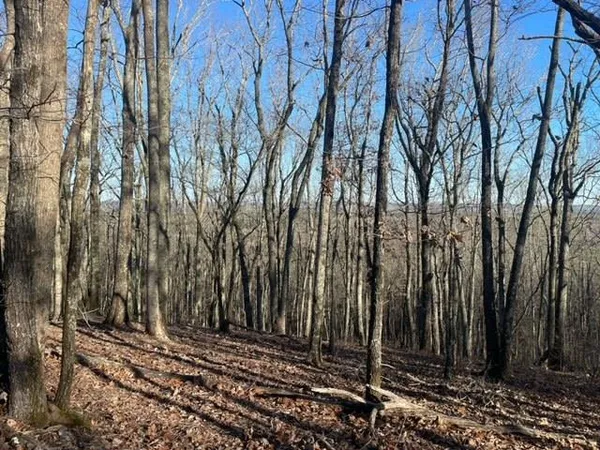 a view of a backyard with large trees