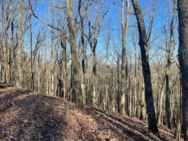 a view of a yard with trees