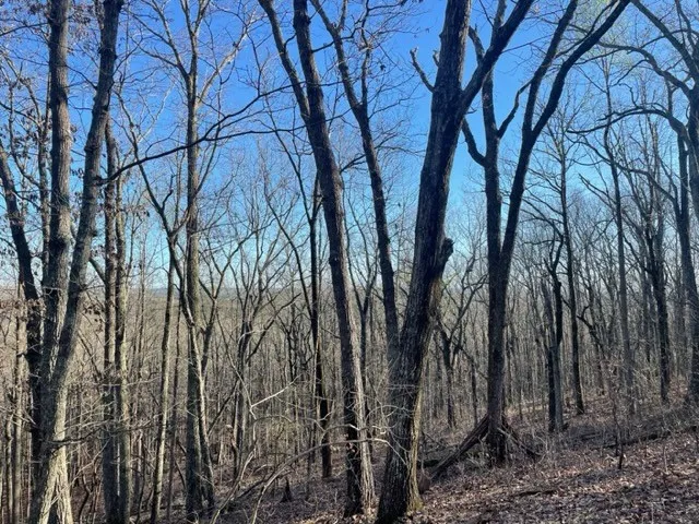 a view of a yard with lots of trees