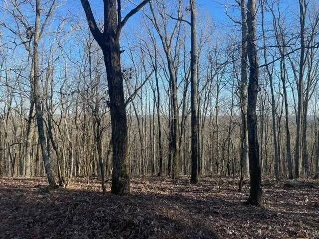 a view of dirt yard with a tree