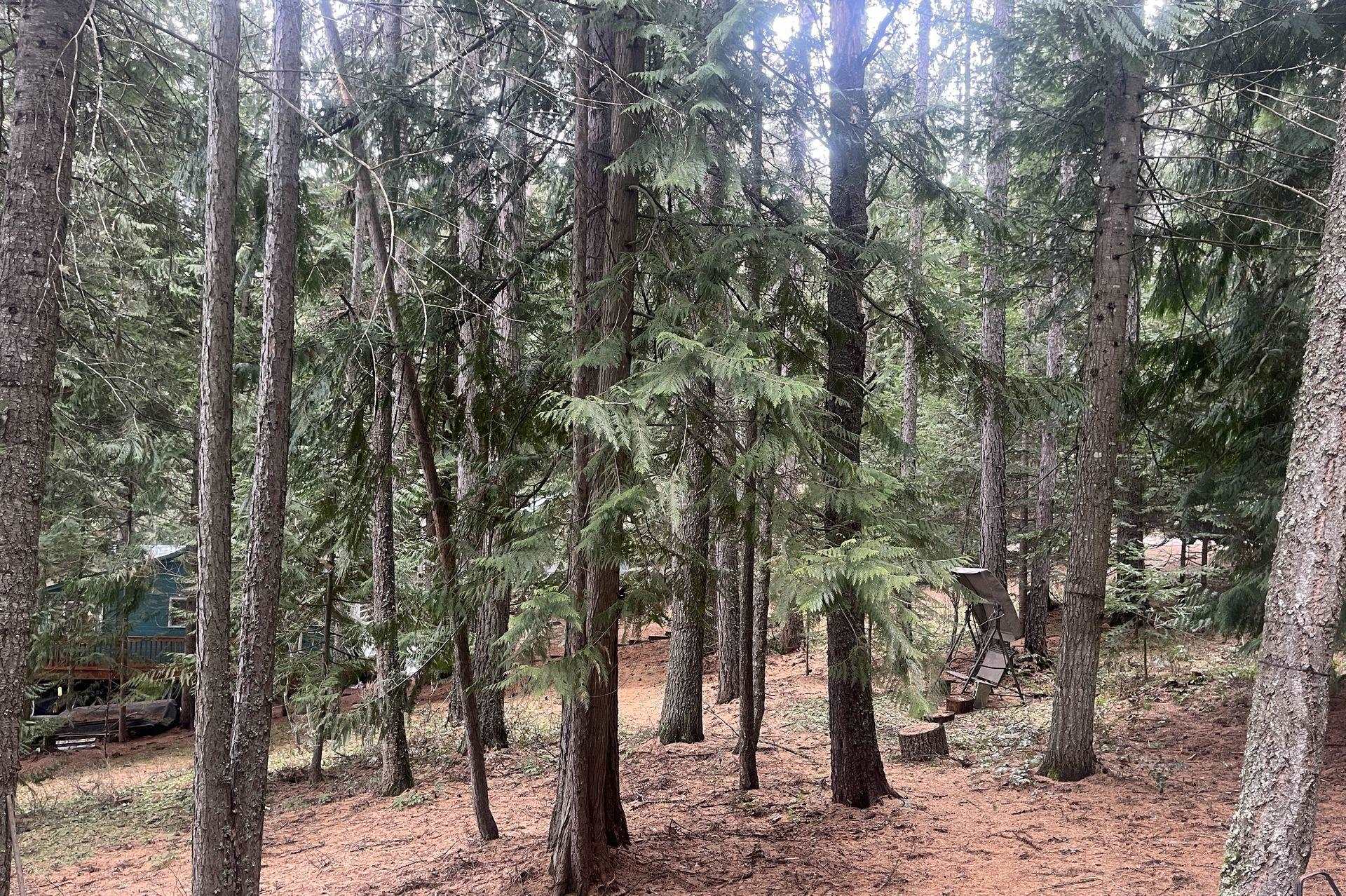 481 Davis Lake Road Usk, WA 99180 - Photo 23 of 26