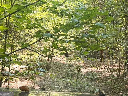 a view of a tree