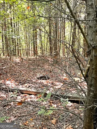 a view of a yard