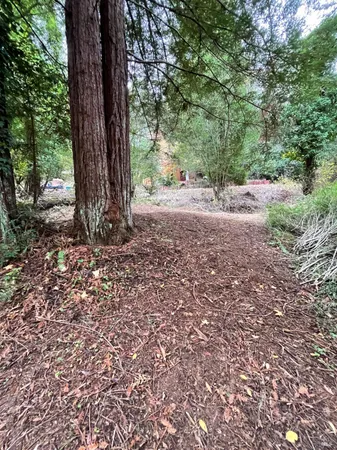 a view of a yard with plants and a bench