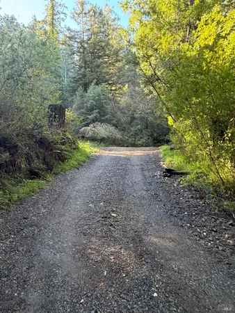 a view of a yard with a tree