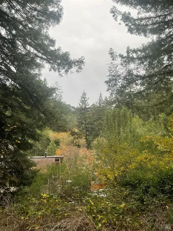 a view of a forest with trees in the background