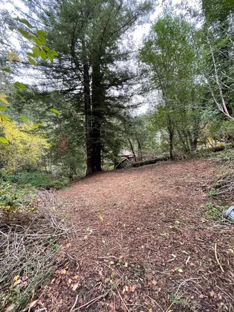 a view of a forest with trees in the background
