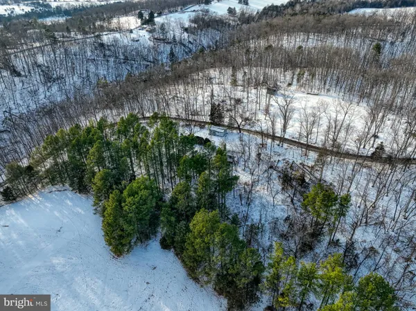 a view of a yard with plants and large trees