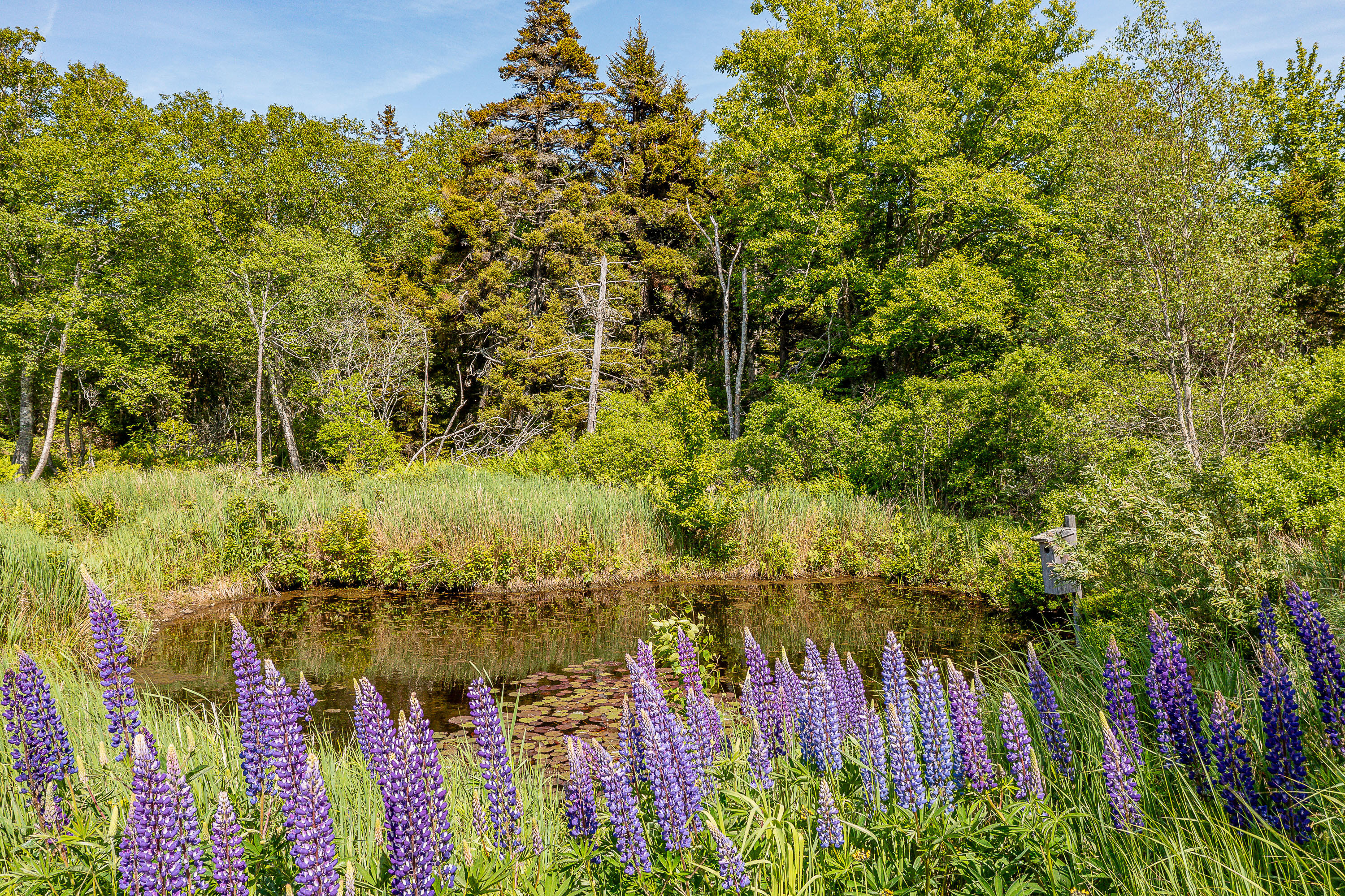 161 North Road Matinicus, ME 04851 - Photo 6 of 50 60_161North_S_print