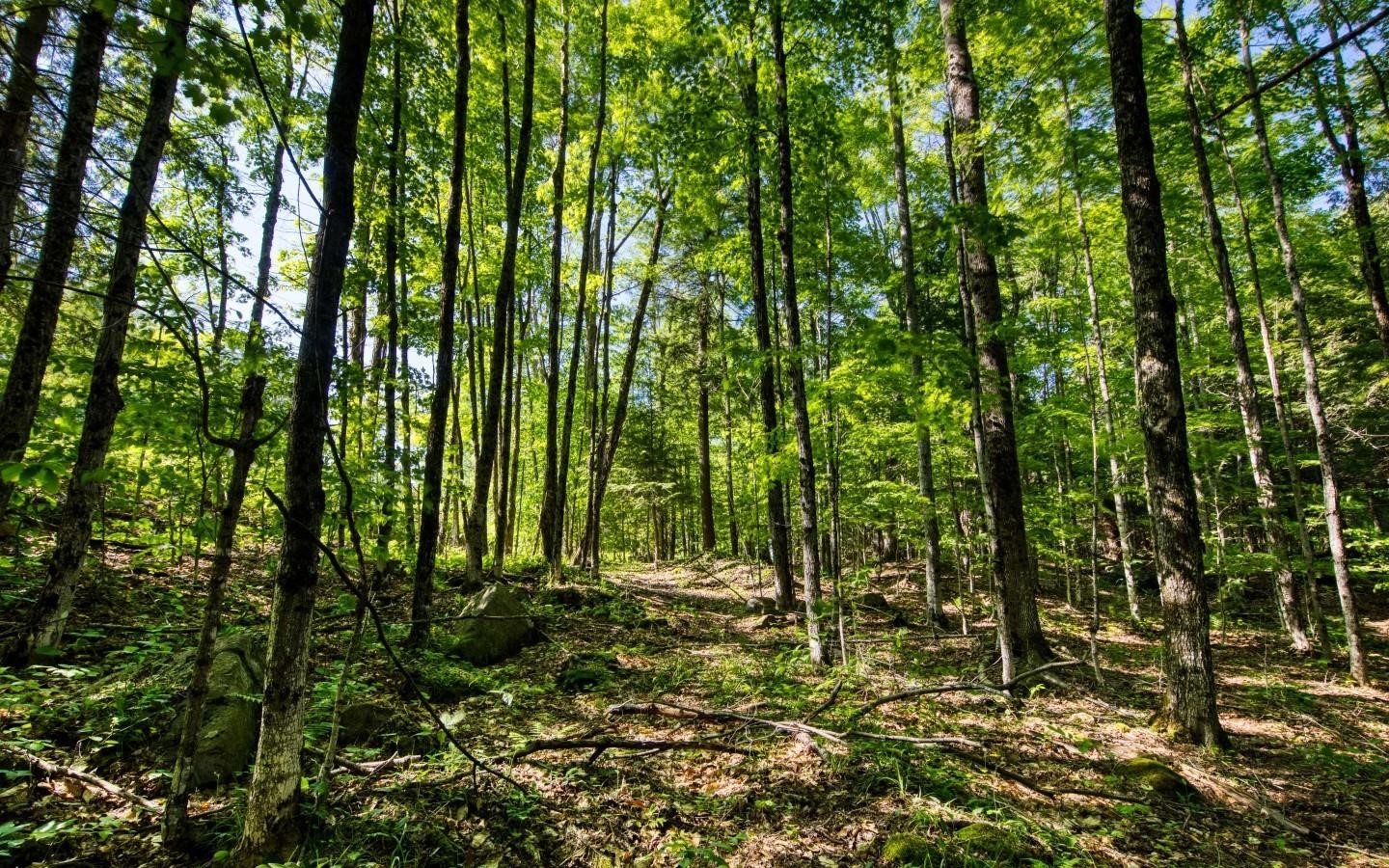 0 Tobacco Road Brookeland, TX 75931 - Photo 3 of 6 a view of outdoor space and a yard