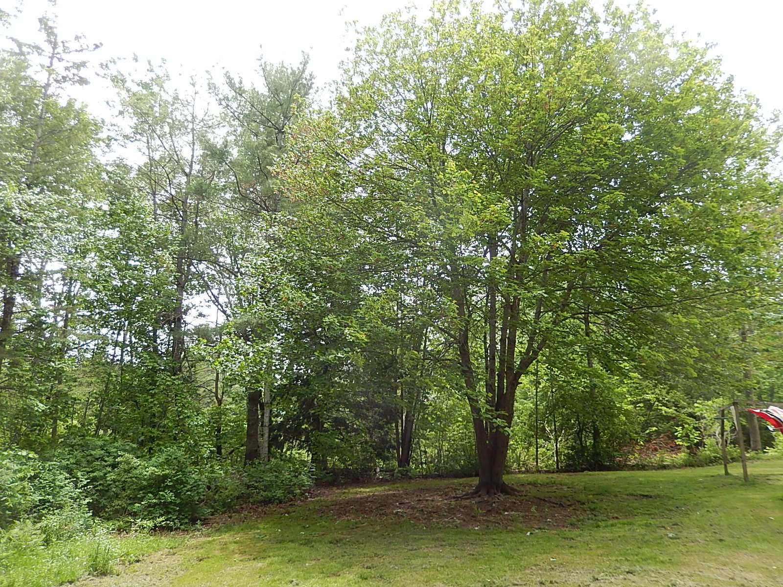 383 Birches Road Waldo, ME 04915 - Photo 11 of 25 DSCN9616