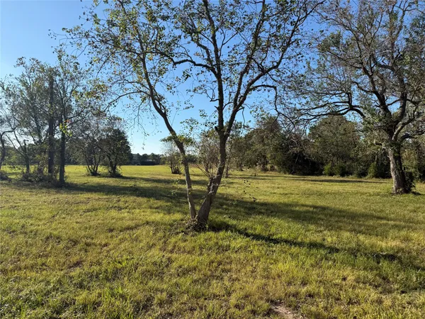 a view of yard with tree