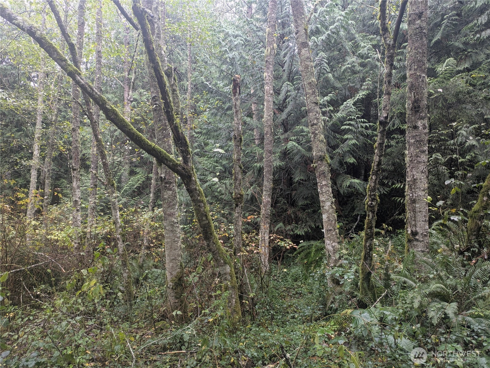 -xxx Jewett Road Clinton, WA 98236 - Photo 5 of 14