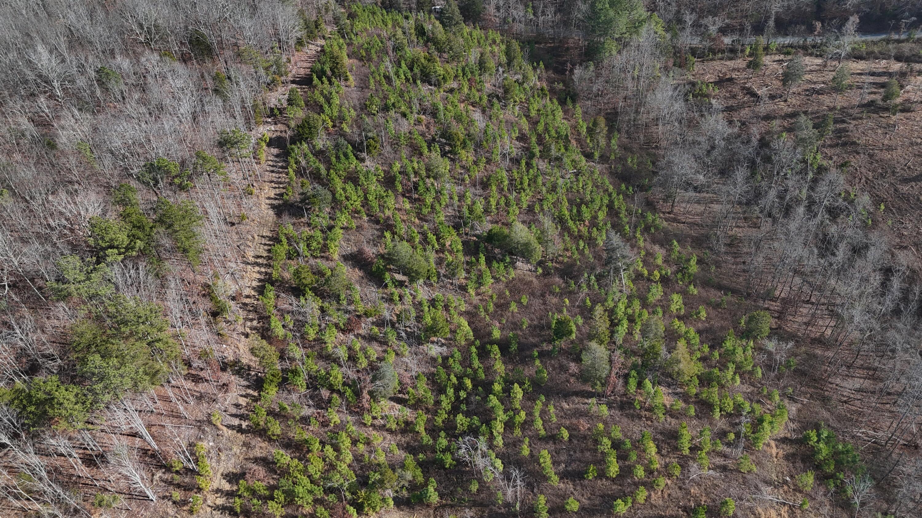 0 Big Sewee Road Decatur, TN 37322 - Photo 22 of 23 DJI_20251212133106_0142_D