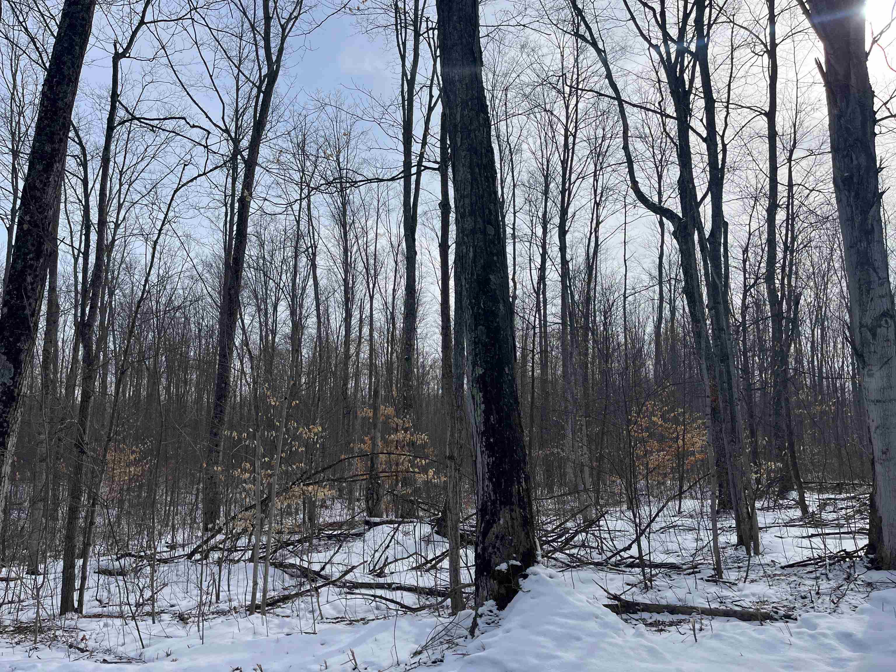2 King Road, Unit LOT: 2 Benzonia, MI 49616 - Photo 12 of 14