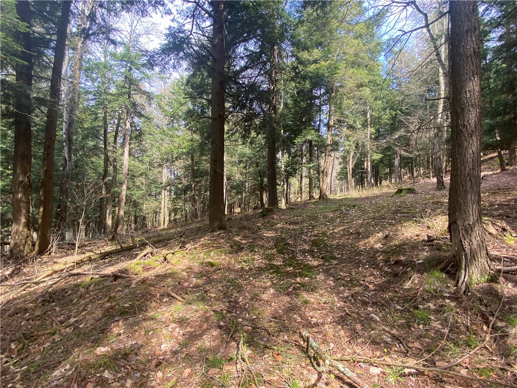 Lot A Piermott Lane Hartwick, NY 13348 - Photo 4 of 11