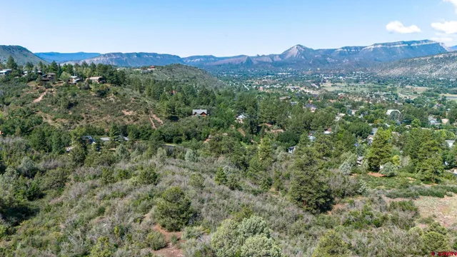 a view of a lush green forest with trees in the background