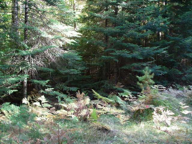 1298 Watersmeet Lake Road Eagle River, WI 54521 - Photo 3 of 6 Gallery Image 3
