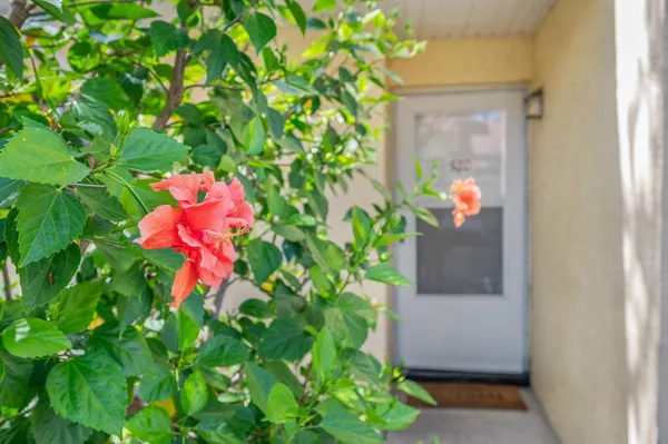 a picture of flowers