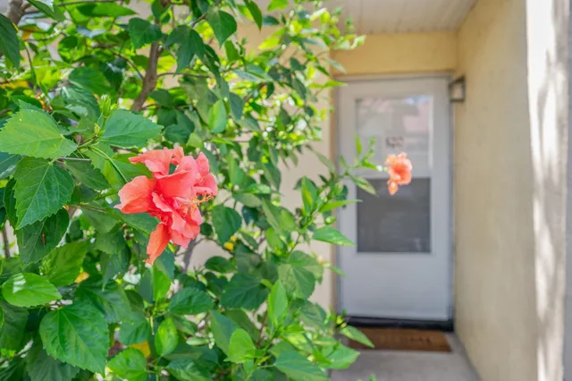 a picture of flowers