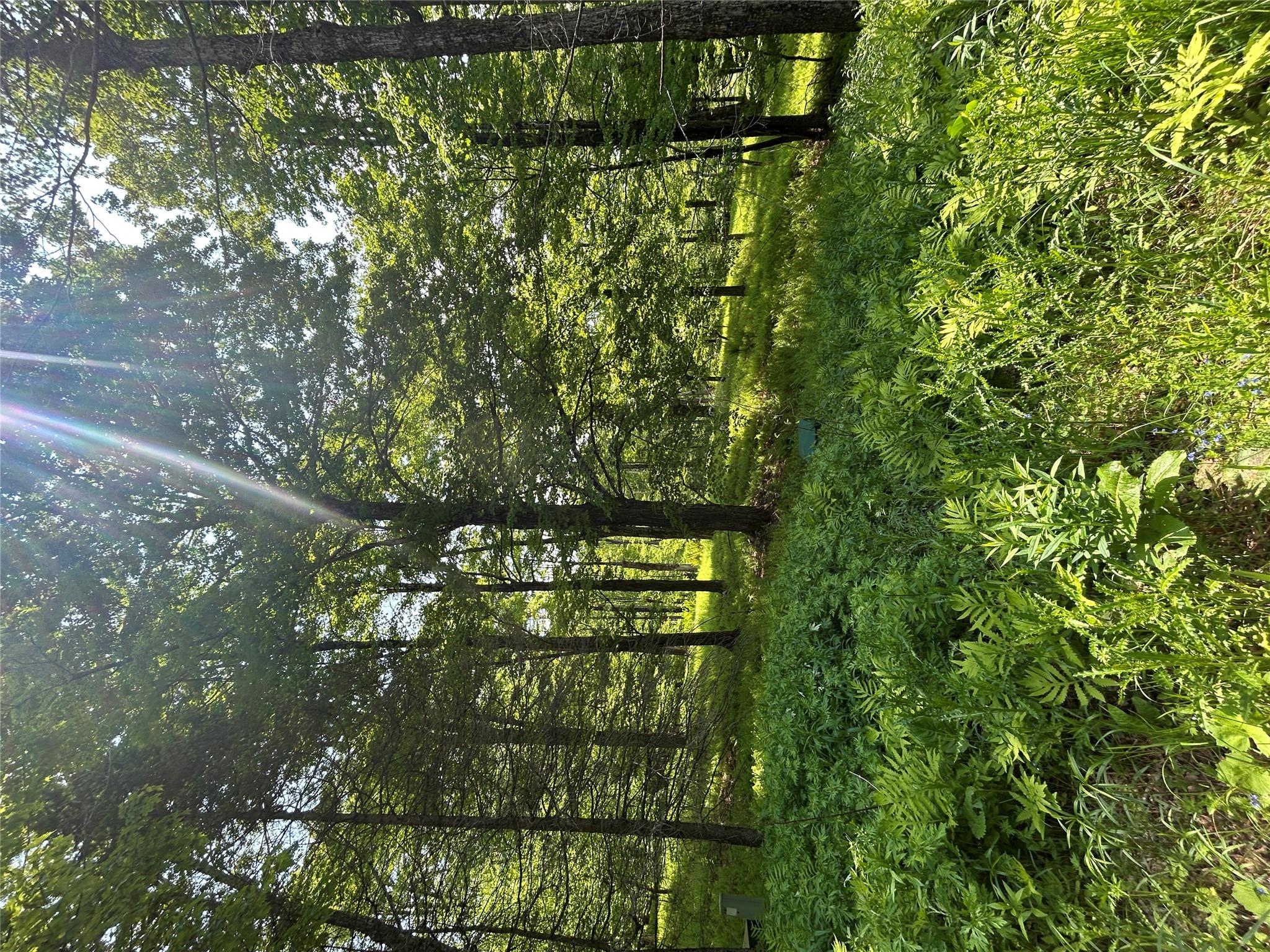 Tbd High Meadow Road Livingston Manor, NY 12758 - Photo 12 of 23 a view of a lush green forest