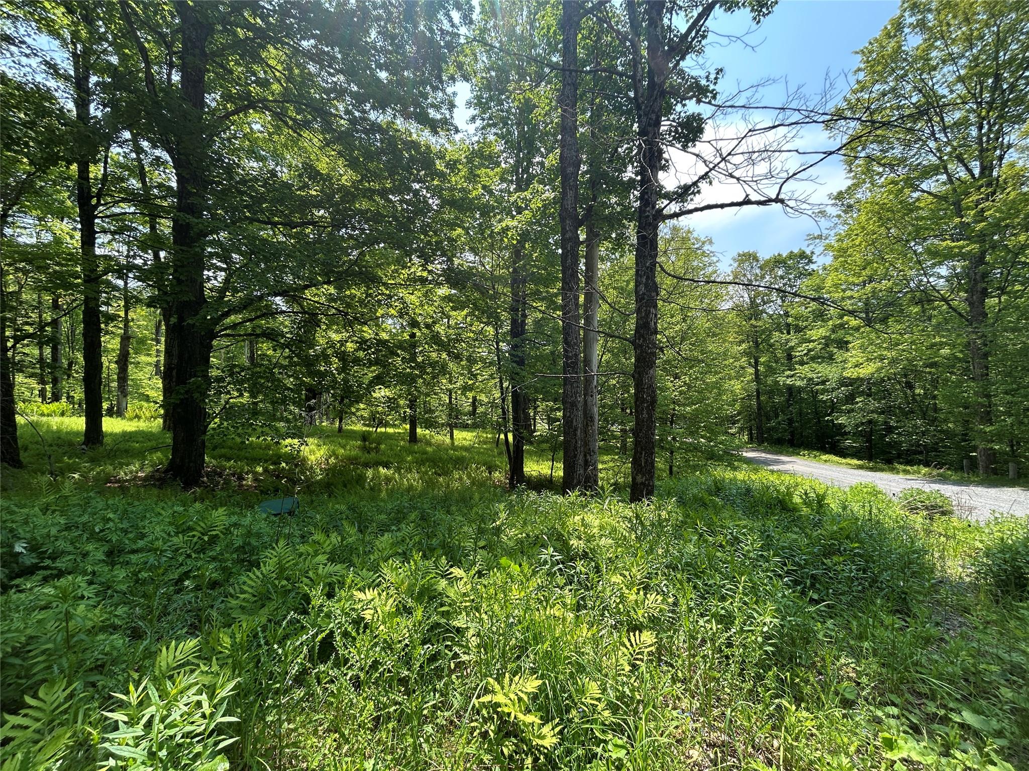 Tbd High Meadow Road Livingston Manor, NY 12758 - Photo 13 of 23 a view of lush green forest