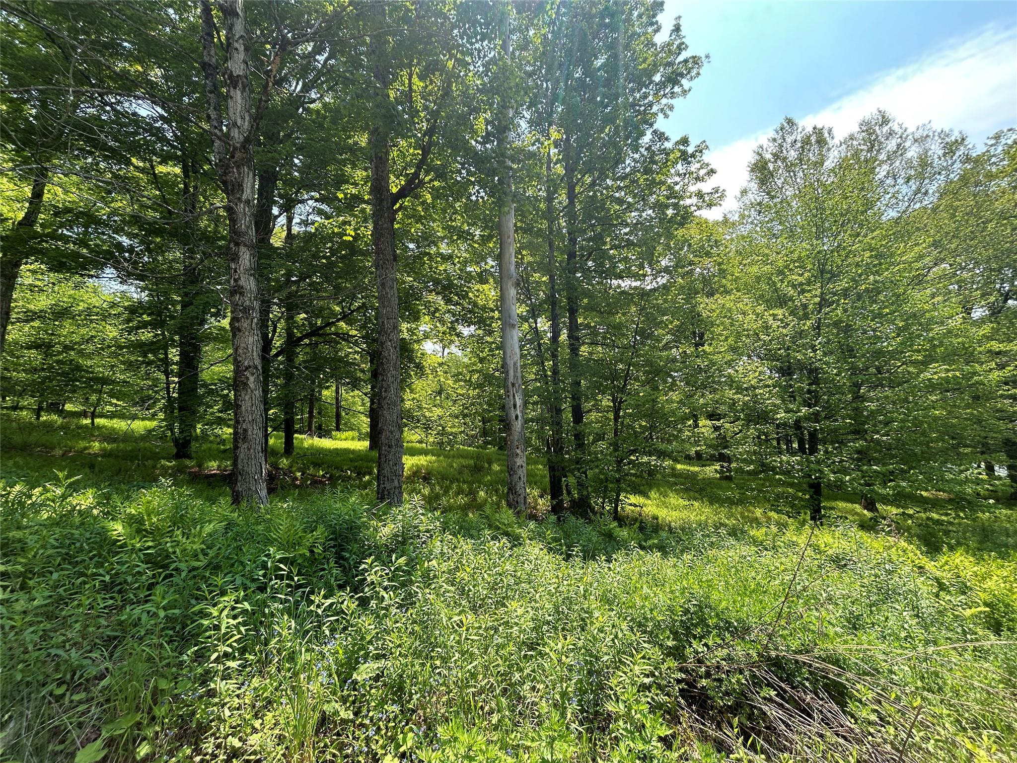 Tbd High Meadow Road Livingston Manor, NY 12758 - Photo 17 of 23 a garden view with a trees