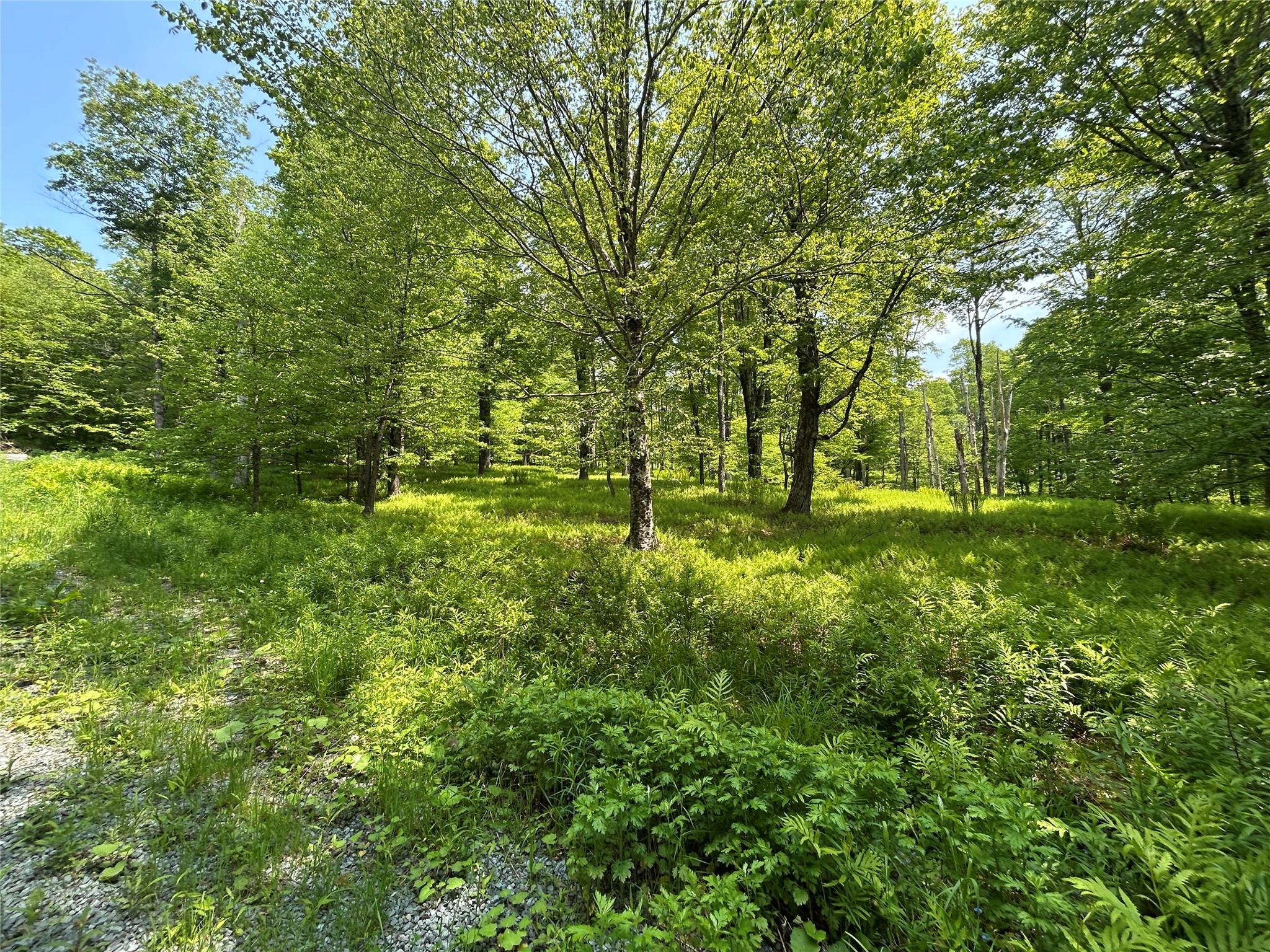 Tbd High Meadow Road Livingston Manor, NY 12758 - Photo 18 of 23 a big yard with lots of green space and trees