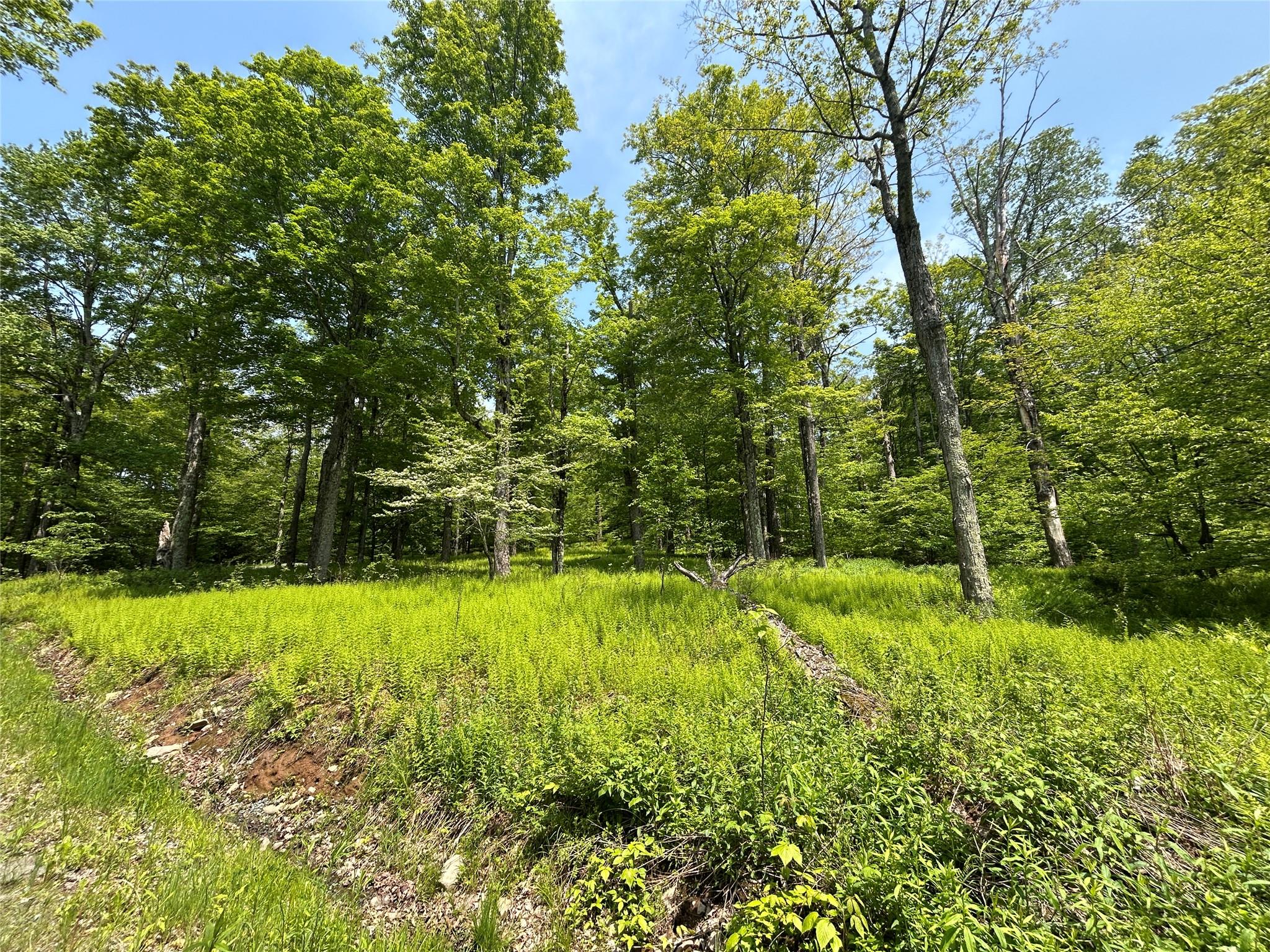 Tbd High Meadow Road Livingston Manor, NY 12758 - Photo 21 of 23 a view of backyard with green space