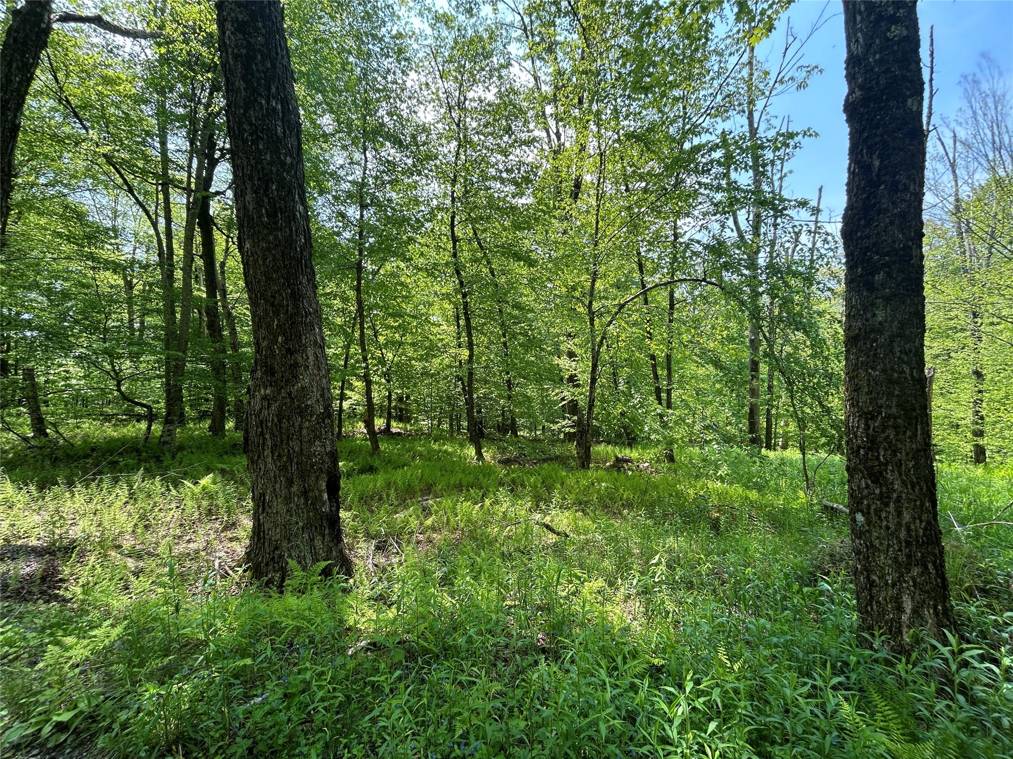 Tbd High Meadow Road Livingston Manor, NY 12758 - Photo 7 of 23 a view of lush green forest