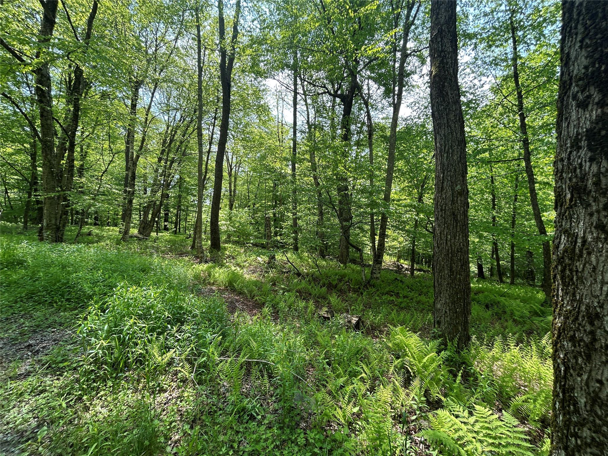 Tbd High Meadow Road Livingston Manor, NY 12758 - Photo 9 of 23 a view of a lush green forest