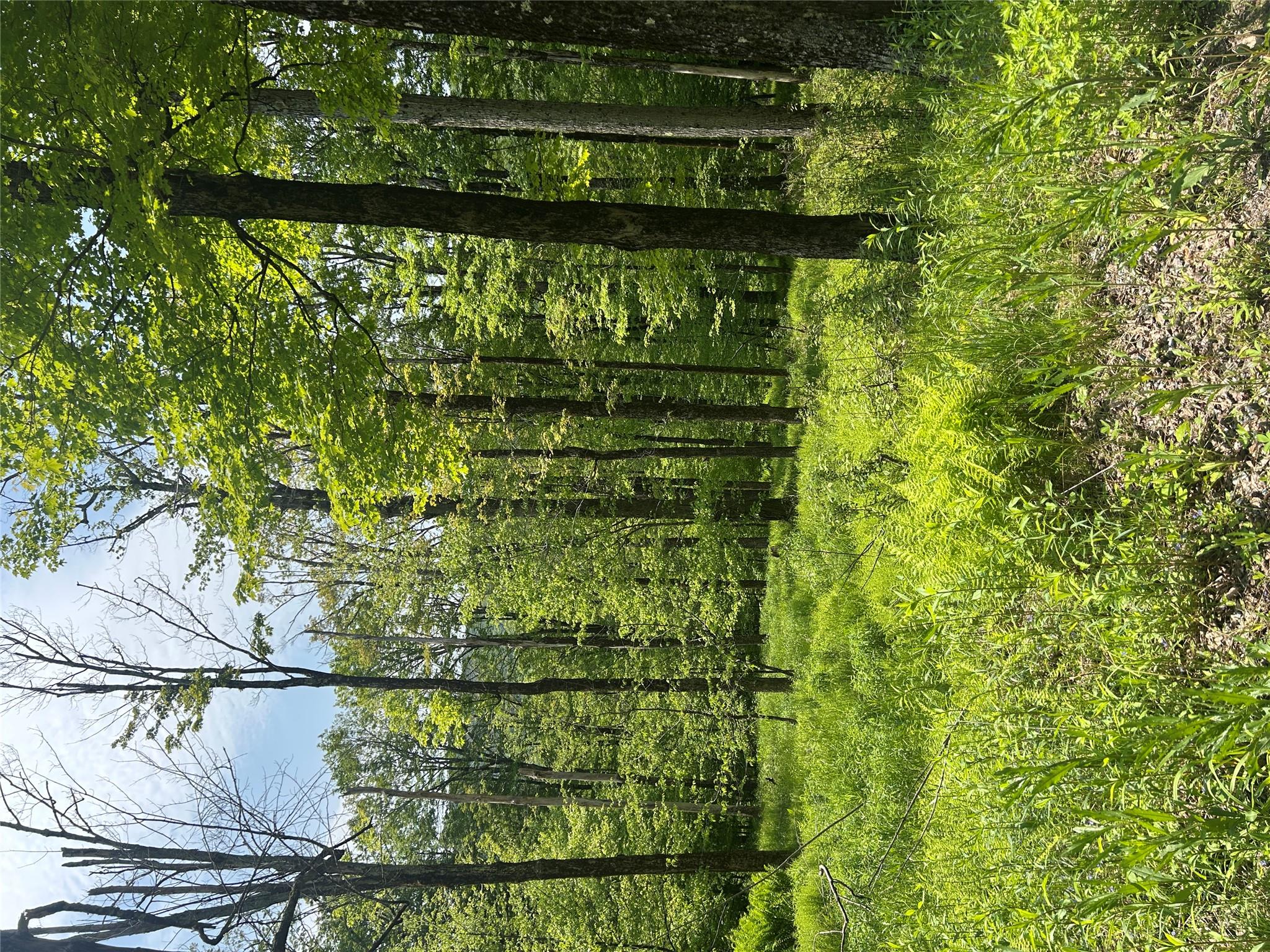 Tbd High Meadow Road Livingston Manor, NY 12758 - Photo 10 of 23 a view of outdoor space and green space