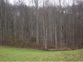 0 Ed Lewis Road Hampton, TN 37658 - Photo 4 of 4 Photo 4