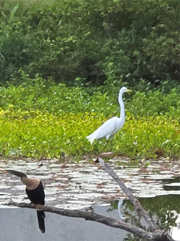 3534 Tundra Road Venice, FL 34293 - Photo 43 of 43 a view of a backyard