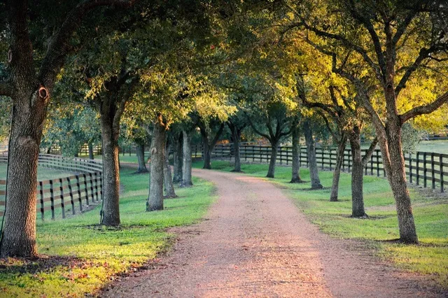 a view of a yard with a trees