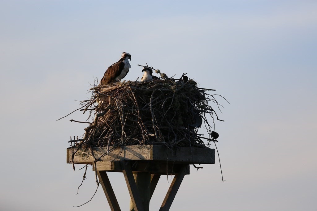 99 Monomoscoy Road West Mashpee, MA 02649 - Photo 7 of 40 a view of walk in closet with clothes and shoes