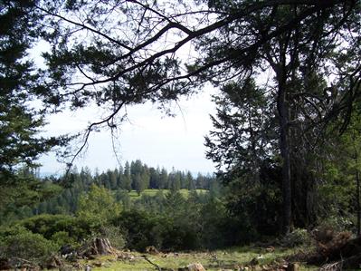 4585 Harrison Grade Road Sebastopol, CA 95472 - Photo 1 of 6 a view of a tree in a yard