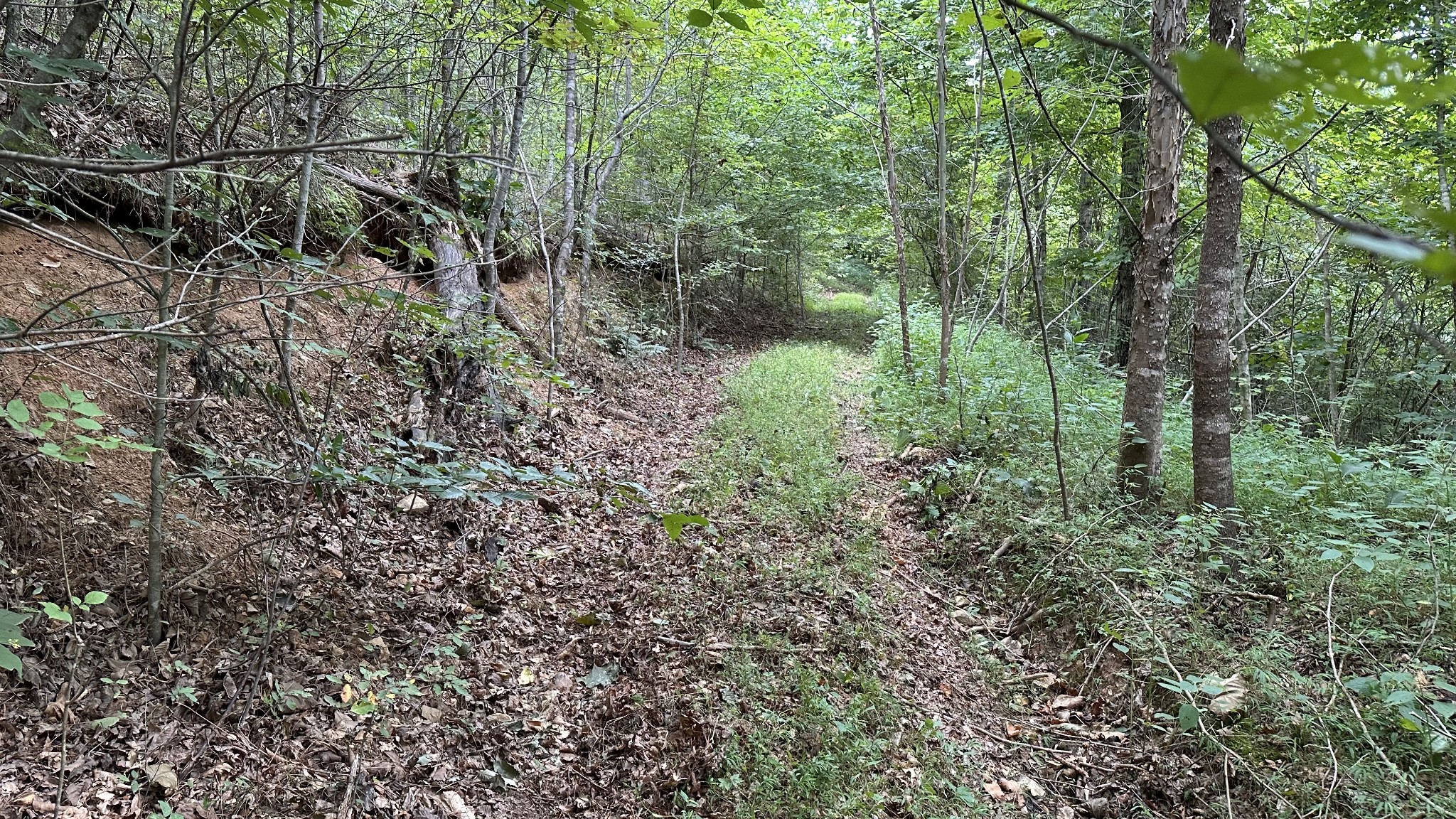 0 High Rise Drive Lyles, TN 37098 - Photo 11 of 19 a view of forest