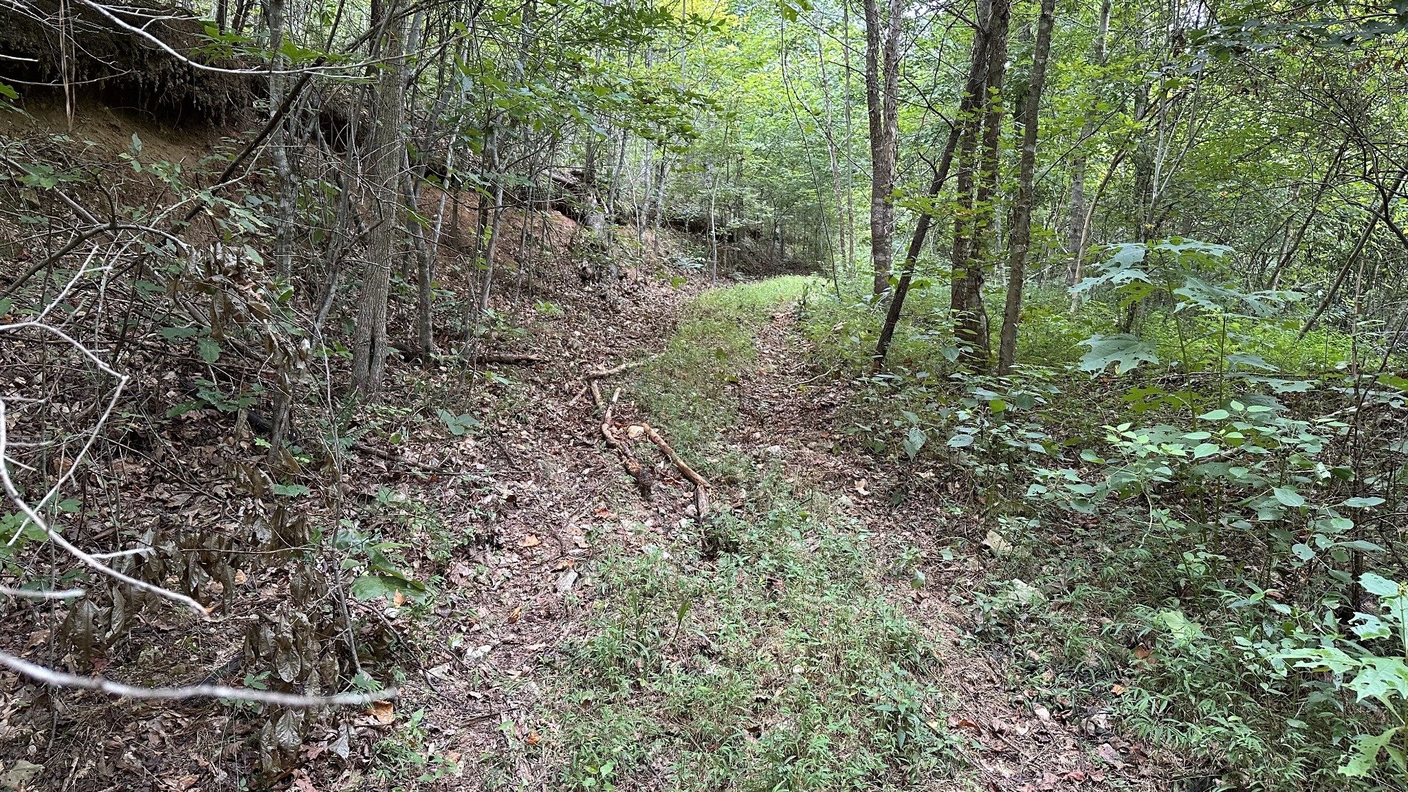 0 High Rise Drive Lyles, TN 37098 - Photo 12 of 19 a view of a forest with lots of trees