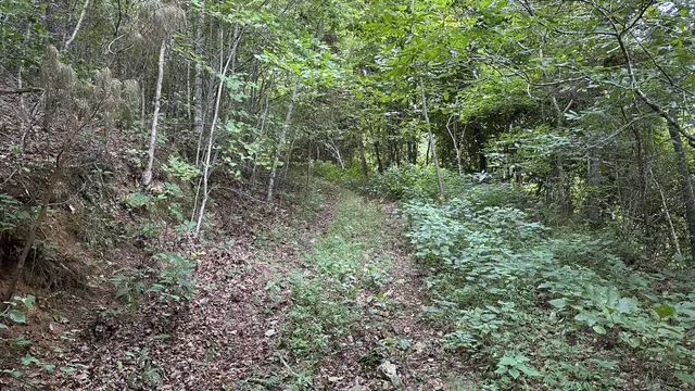 a backyard of a house with lots of plants