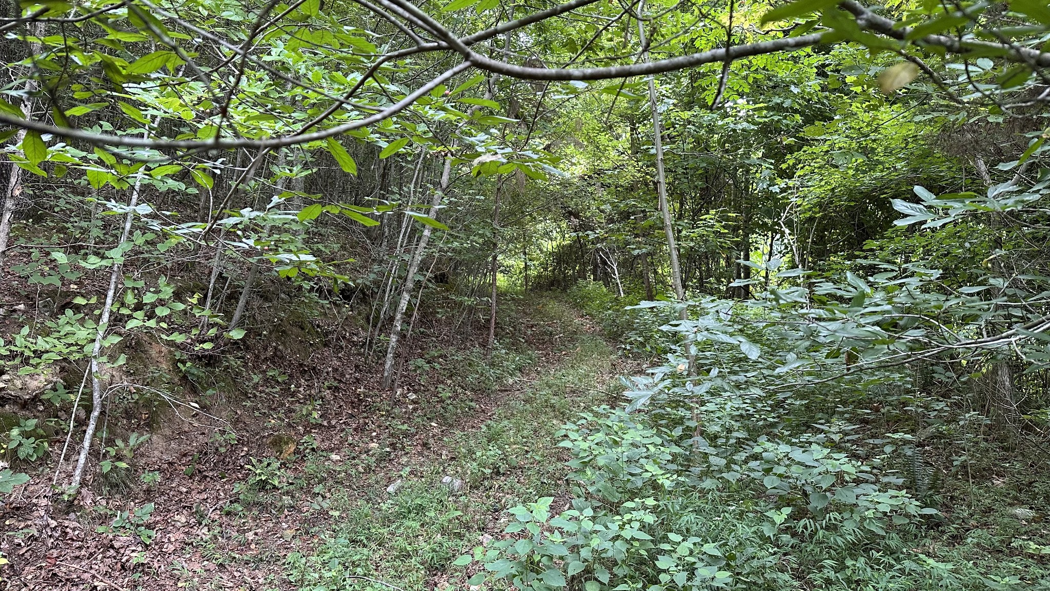 0 High Rise Drive Lyles, TN 37098 - Photo 15 of 19 a backyard of a house with lots of plants