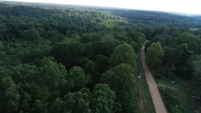 a view of a green yard with large trees