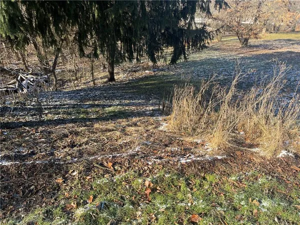 a view of a yard with trees