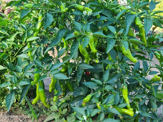 $799,000 | 671 Kelso Woods Drive, Athol, ID 83801