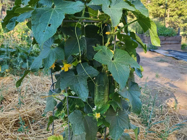 $799,000 | 671 Kelso Woods Drive, Athol, ID 83801