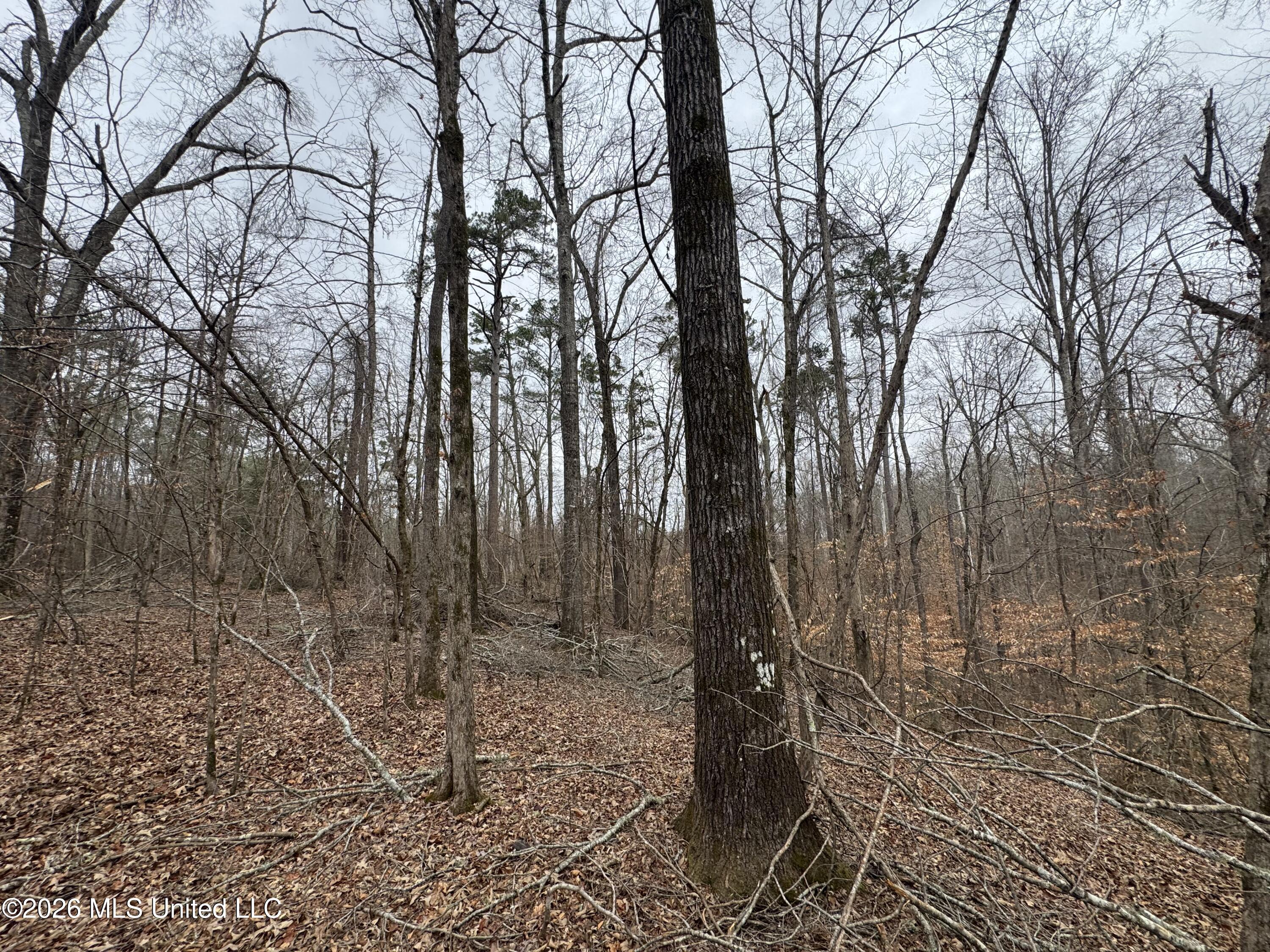 157 Eulogy Road Lexington, MS 39095 - Photo 13 of 60 Photo Feb 10 2026, 10 08 49