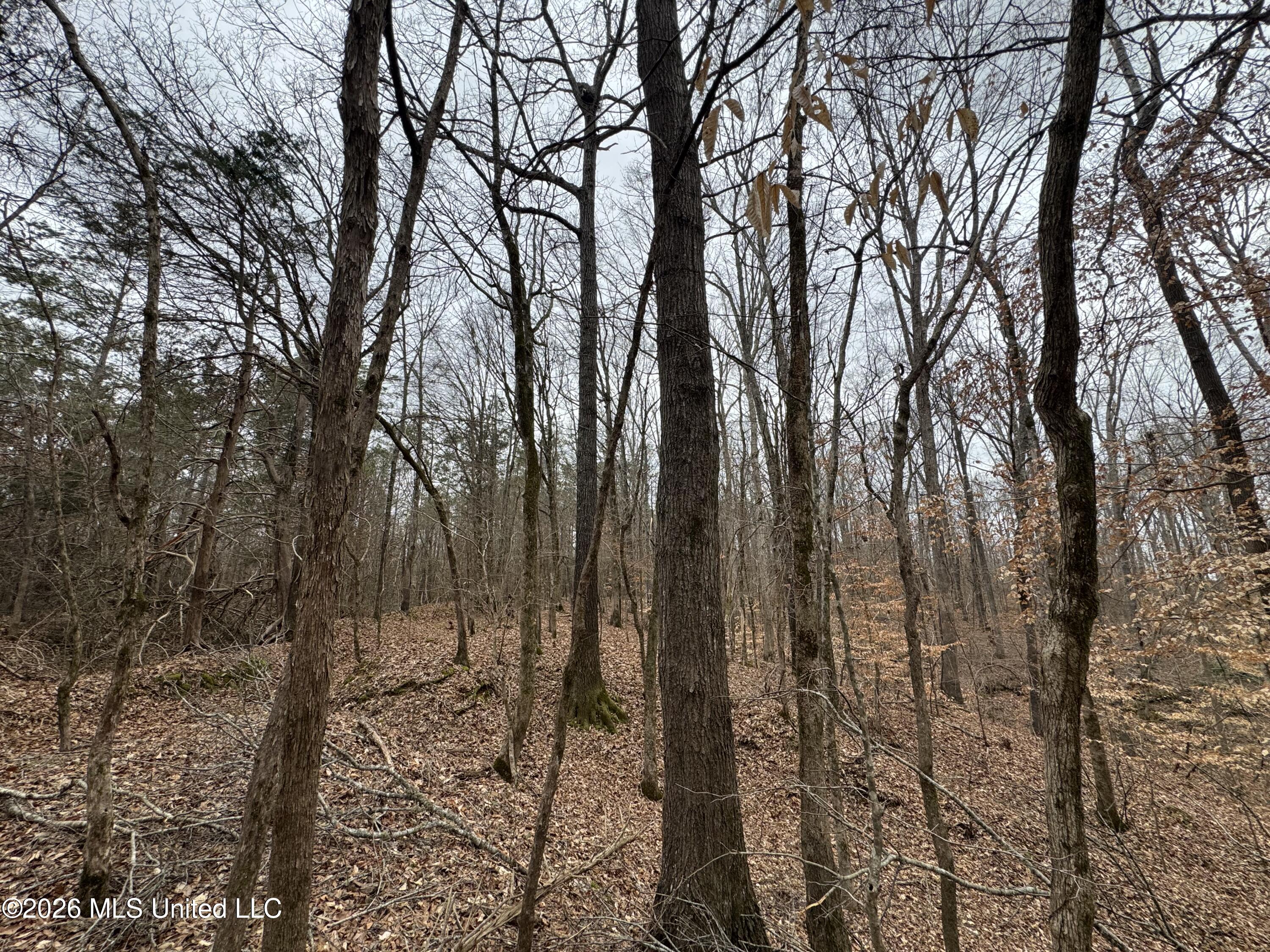 157 Eulogy Road Lexington, MS 39095 - Photo 40 of 60 Photo Feb 10 2026, 11 04 25