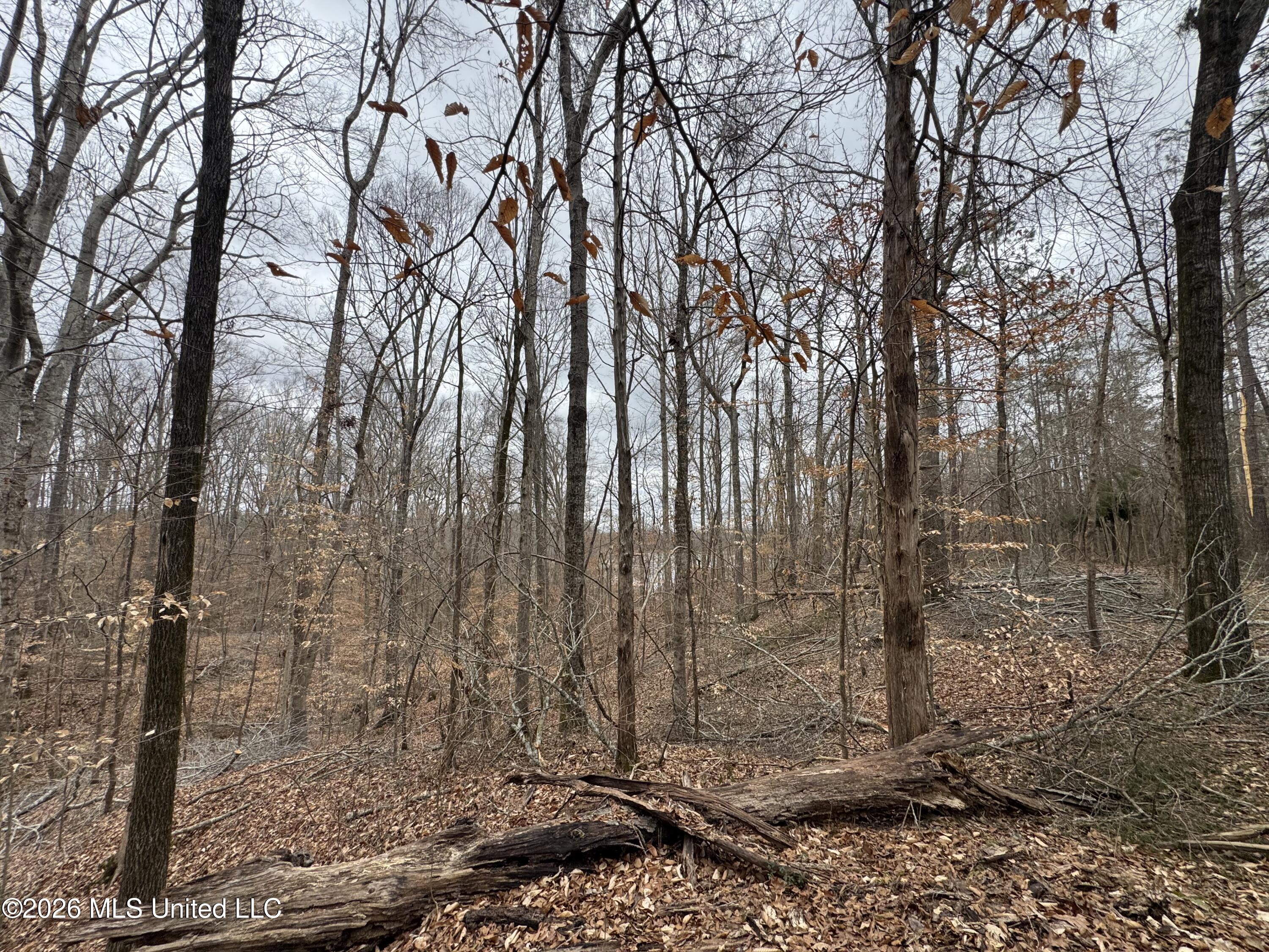 157 Eulogy Road Lexington, MS 39095 - Photo 41 of 60 Photo Feb 10 2026, 11 04 34