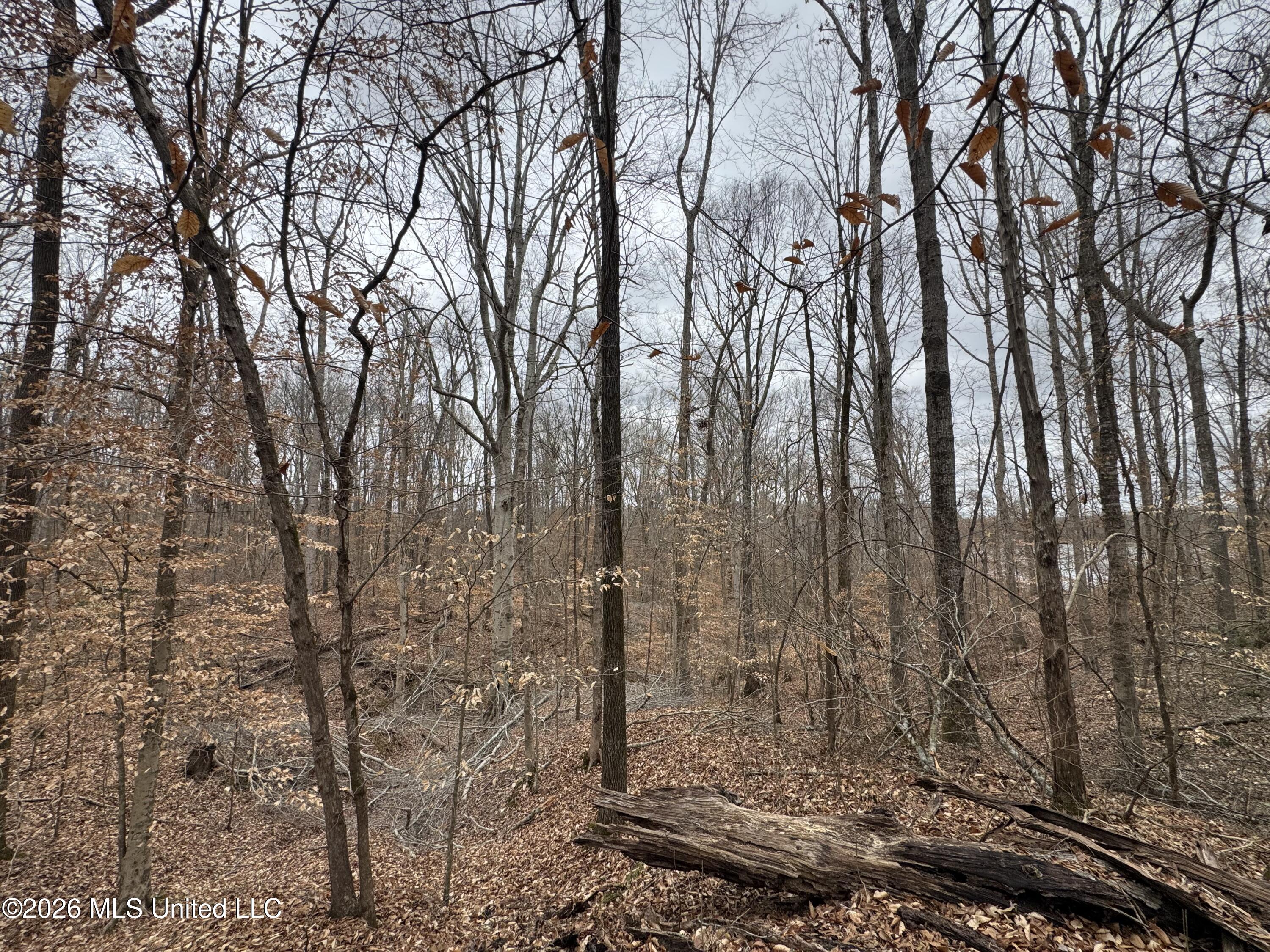 157 Eulogy Road Lexington, MS 39095 - Photo 42 of 60 Photo Feb 10 2026, 11 04 40