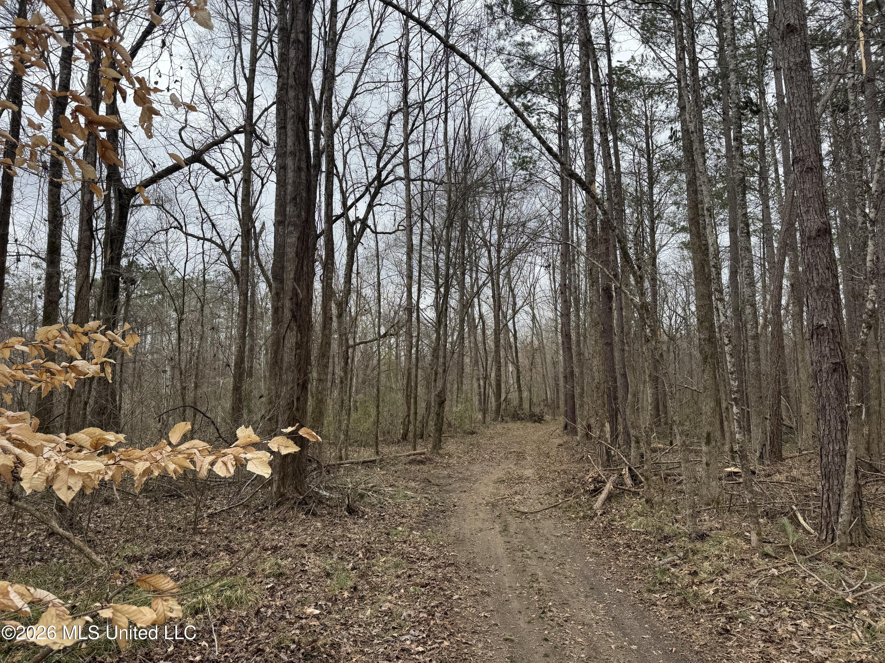 157 Eulogy Road Lexington, MS 39095 - Photo 5 of 60 4- MLS
